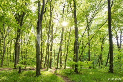 Bild på Morning in sunny forest